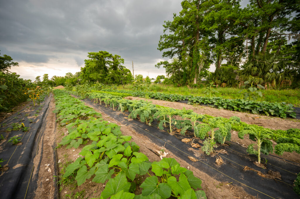 Grow Dat Youth Farm | USDA photo by Kirsten Strough