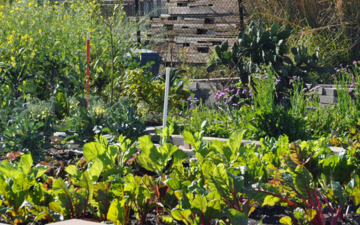 Connecting Growers with City Government: How New Orleans’s Urban Agriculture Liaison Supports Farmers and Helps the City Prioritize Urban Food Production