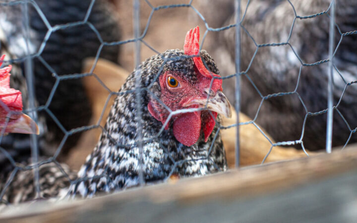 City Chickens and Backyard Bees: How Detroit’s Animal Keeping Ordinance Helps Urban Farmers Produce Locally Grown Food Without Breaking the Zoning Code