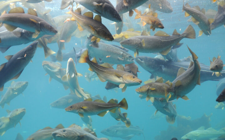 Seafood Law and Policy Project