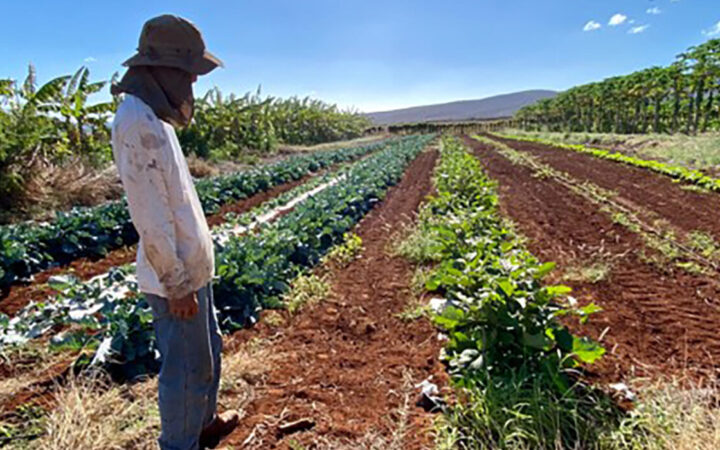 State and Local Government Policy Options to Increase Procurement of Locally Grown Cultural Foods in Maui County, Hawai’i, and Beyond