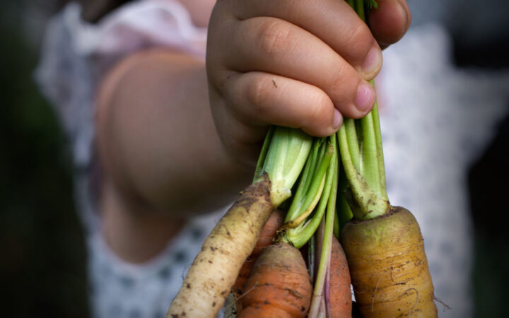 Child holding carrots