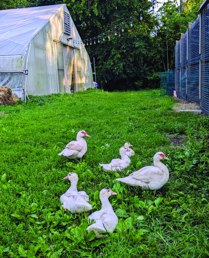 Photo courtesy of Beaverland Farms