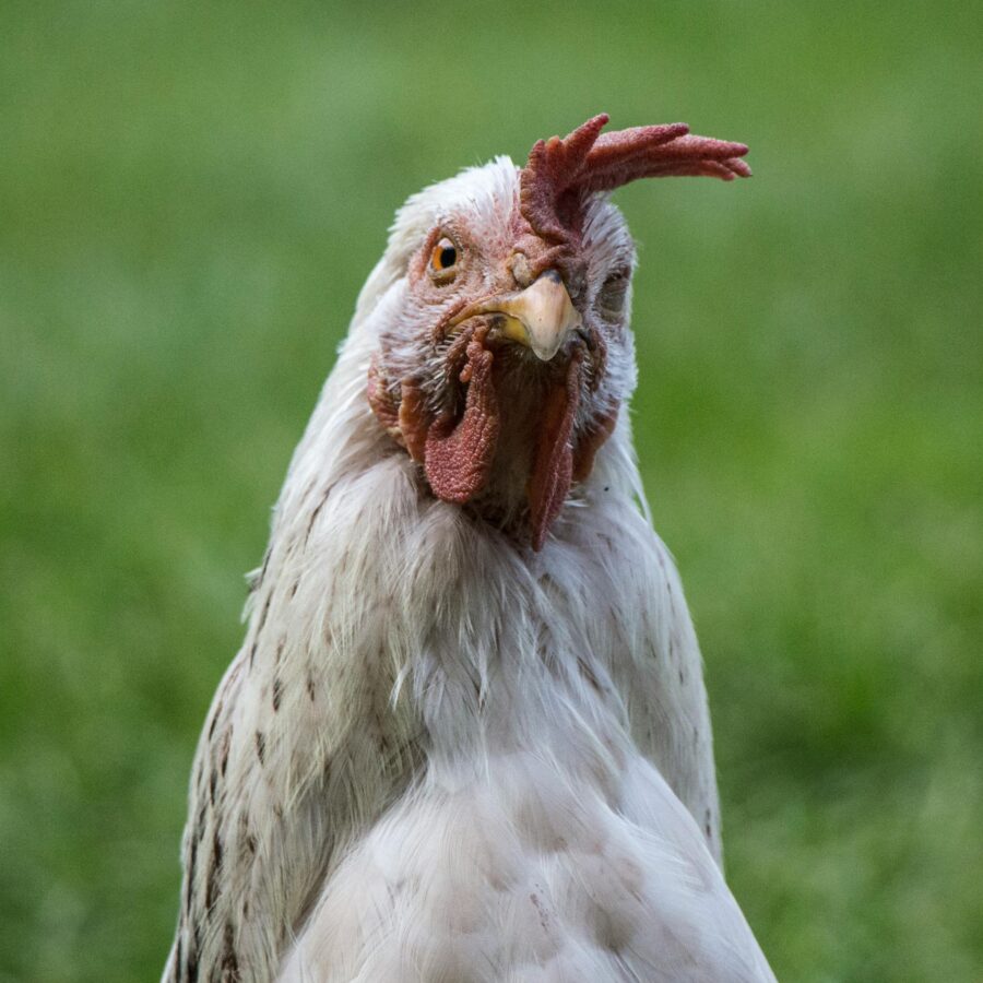 404 foul chicken