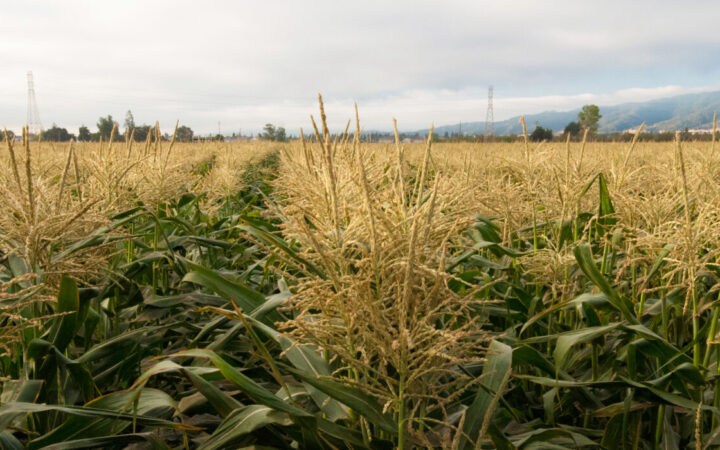 Seeds for Rent: The Farmers' Guide to Technology Use Agreements