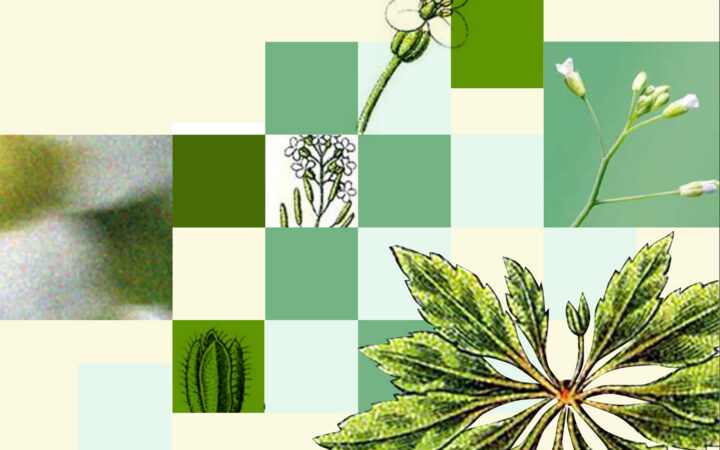 A new CAFS issue brief examines the debates around the international governance of plant genetic resources used in crop breeding, particularly as those resources are digitized and shared through online databases.