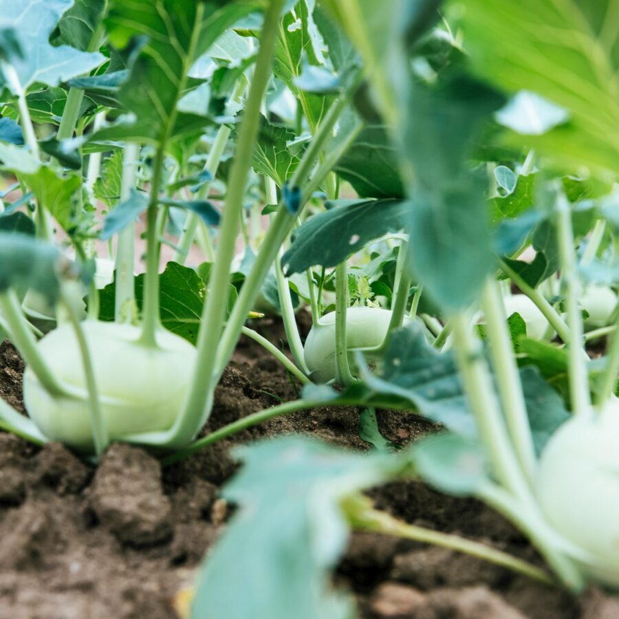 Kohlrabi