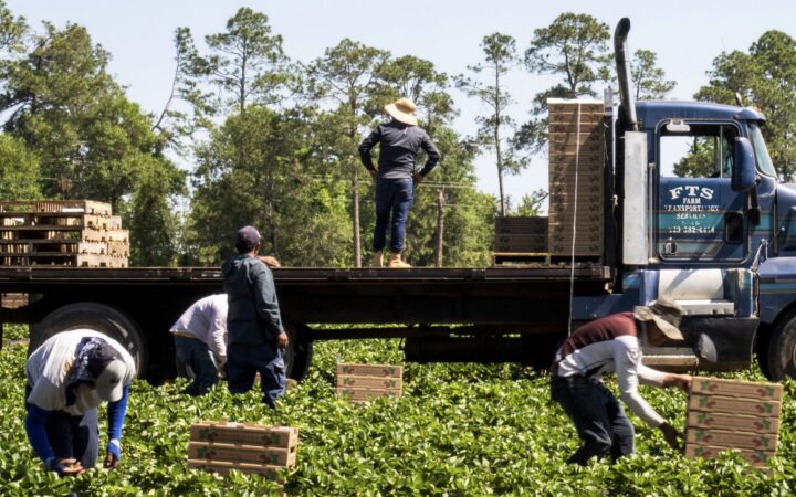 Farmworkers are particularly vulnerable and more likely to die from heat-related stress. This resource examines state heat illness prevention rules that attempt to address the conditions that put farmworkers at risk.