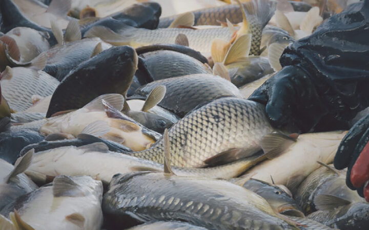 Seafood Fraud: Analysis of Legal Approaches in the United States